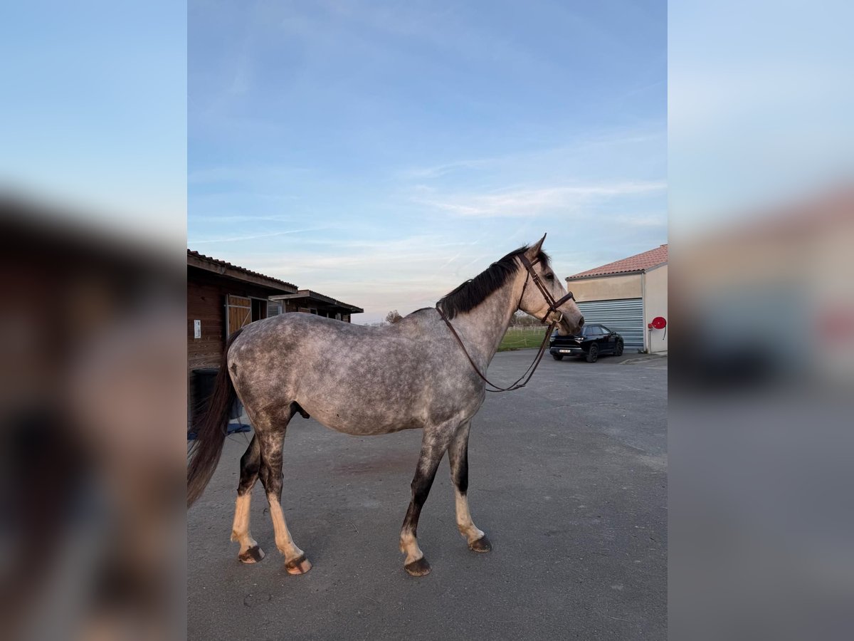 Francés de silla (Selle francais) Caballo castrado 6 años 170 cm Tordo picazo in MURET