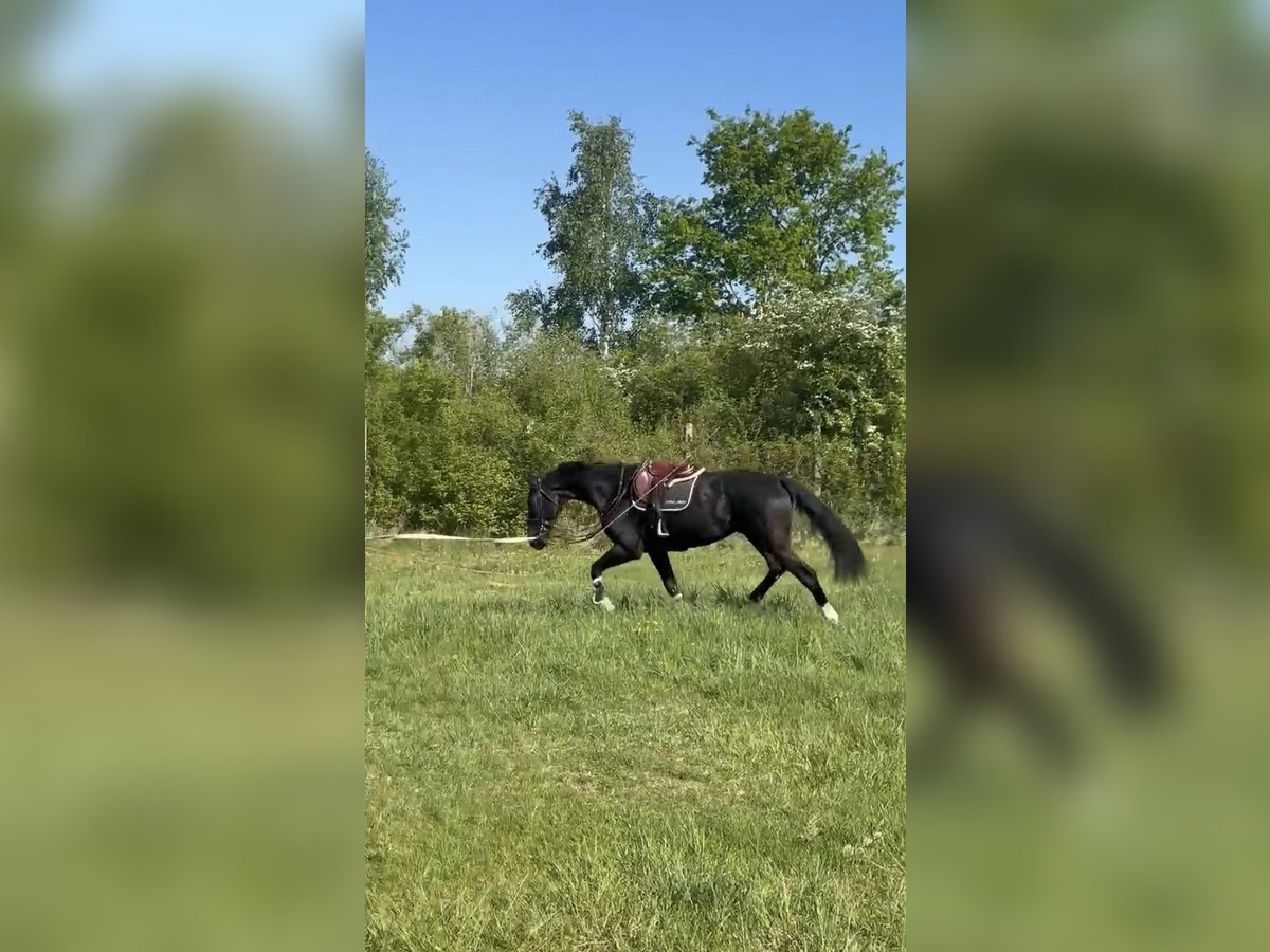 Francés de silla (Selle francais) Caballo castrado 6 años 172 cm in Besan&#xE7;on