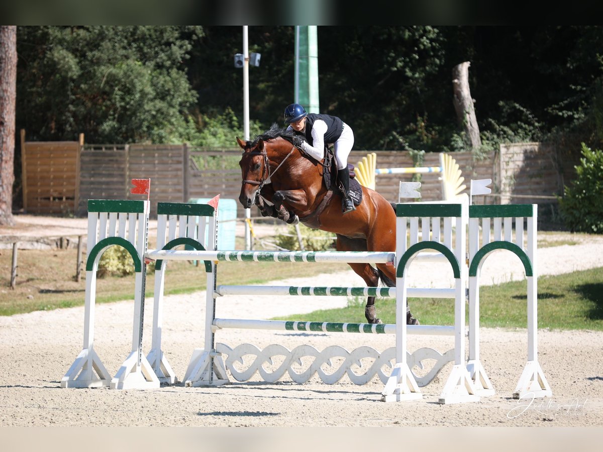 Francés de silla (Selle francais) Caballo castrado 9 años 163 cm Castaño in Etauliers
