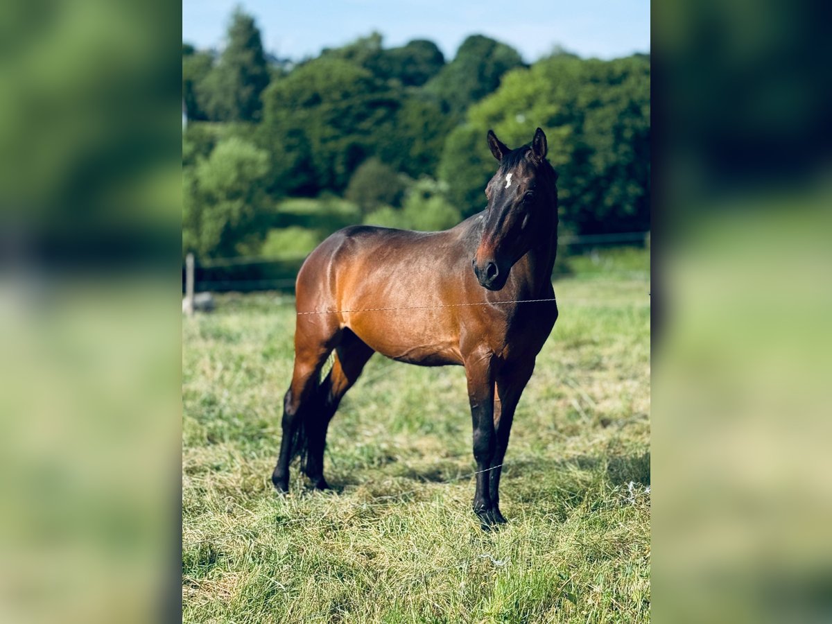 Francés de silla (Selle francais) Caballo castrado 9 años 166 cm Castaño in Bastogne
