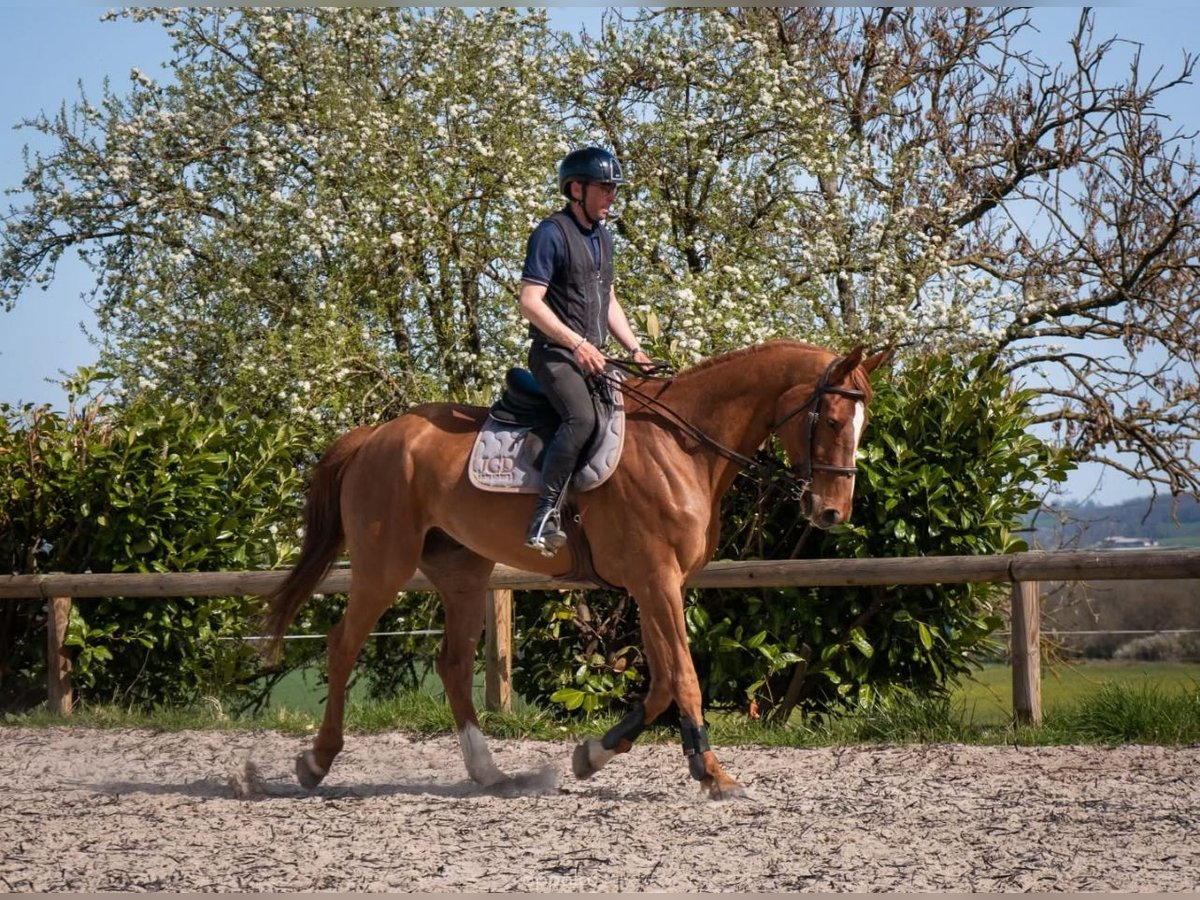 Francés de silla (Selle francais) Caballo castrado 9 años 170 cm Alazán in coulanges
