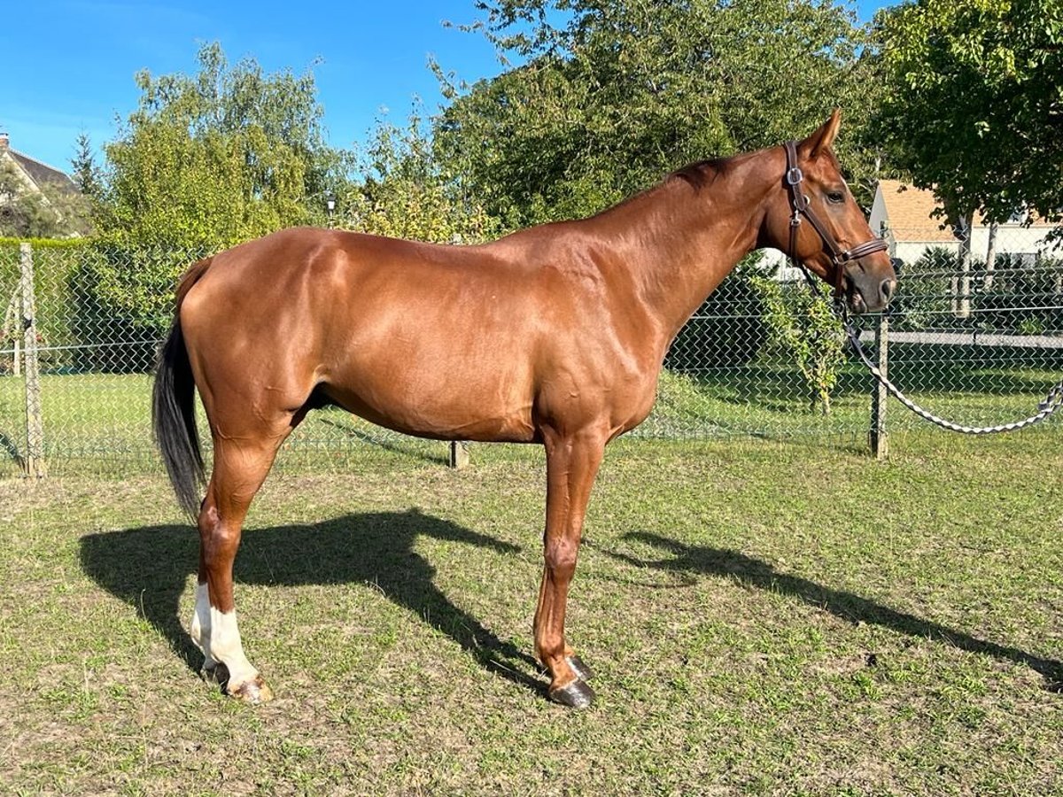 Francés de silla (Selle francais) Caballo castrado 9 años in Mons