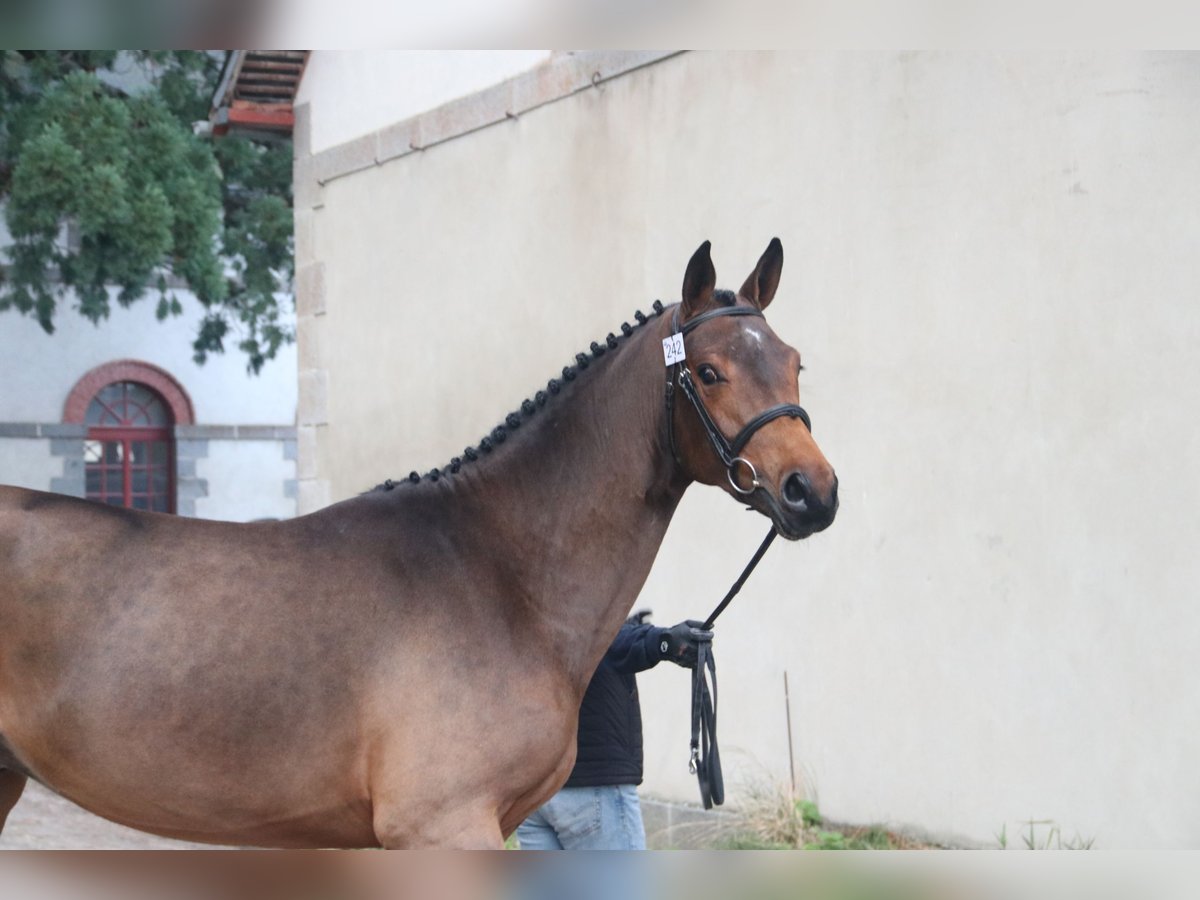 Francés de silla (Selle francais) Semental 2 años 161 cm Castaño in Jauz&#xE9;