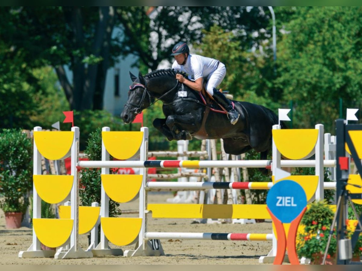 Francés de silla (Selle francais) Semental Morcillo in Umpfenbach