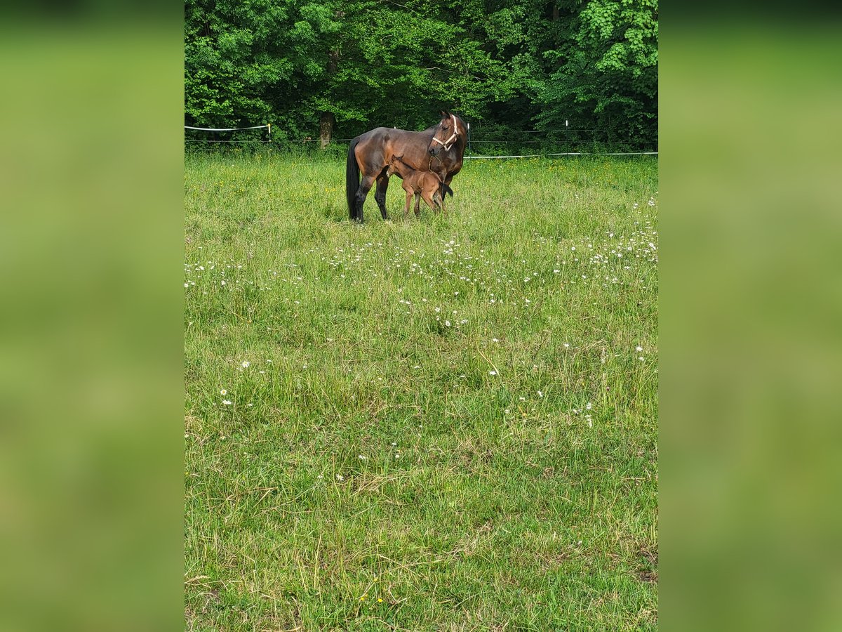 Francés de silla (Selle francais) Yegua 15 años 170 cm Castaño oscuro in W&#xF6;rt