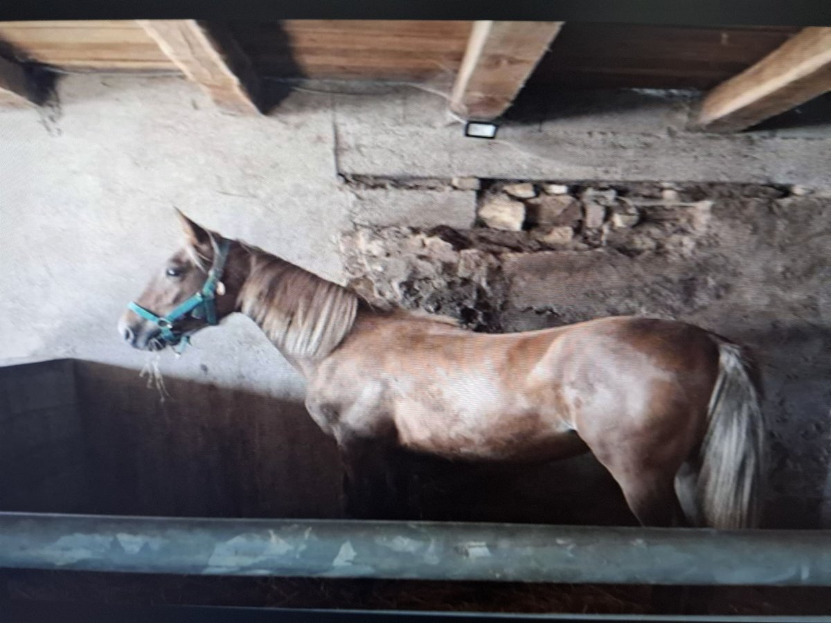 Francés de silla (Selle francais) Yegua 2 años 155 cm Alazán in Domèvre-sous-Montfort