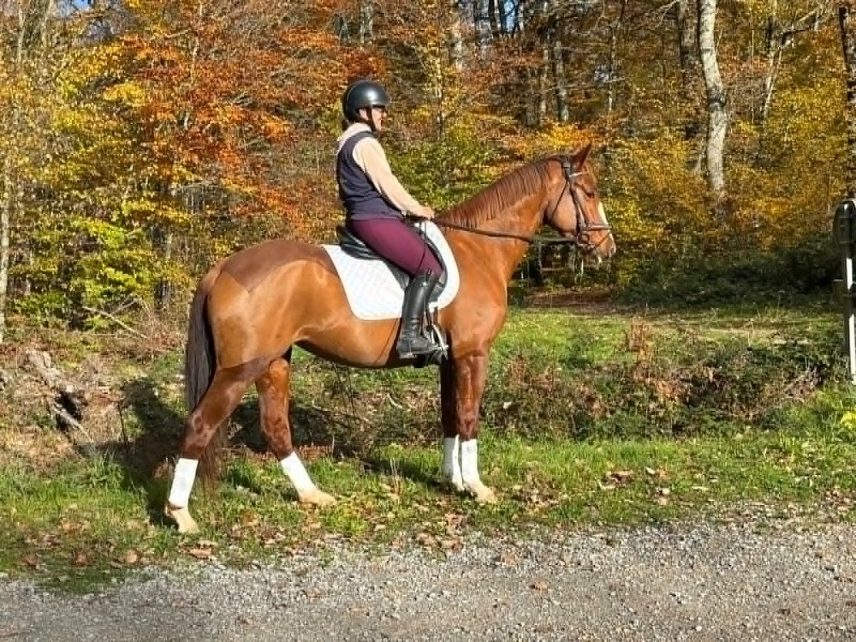 Francés de silla (Selle francais) Yegua 5 años 163 cm Alazán in charolles