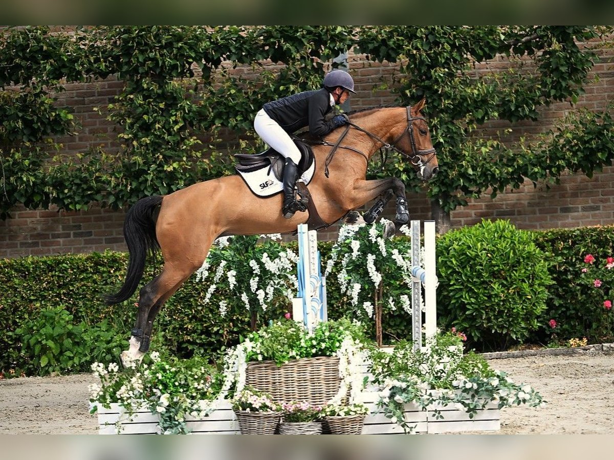 Francés de silla (Selle francais) Yegua 5 años 164 cm Castaño in Bladel