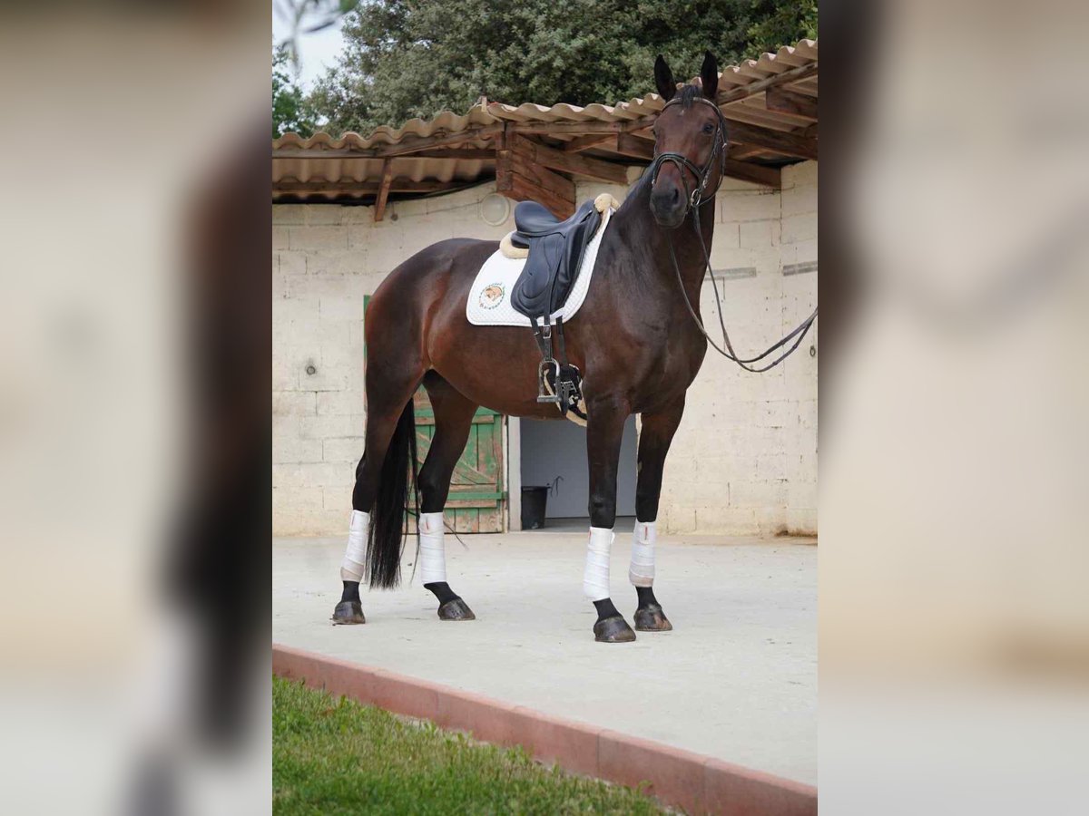 Francés de silla (Selle francais) Yegua 5 años 170 cm Castaño oscuro in Mornas
