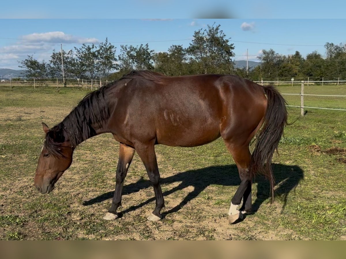 Francés de silla (Selle francais) Yegua 6 años 170 cm Castaño in GROTE-BROGEL