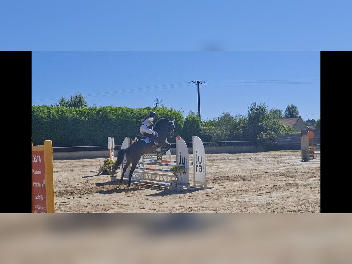 Francés de silla (Selle francais) Yegua 6 años Castaño rojizo in Laives