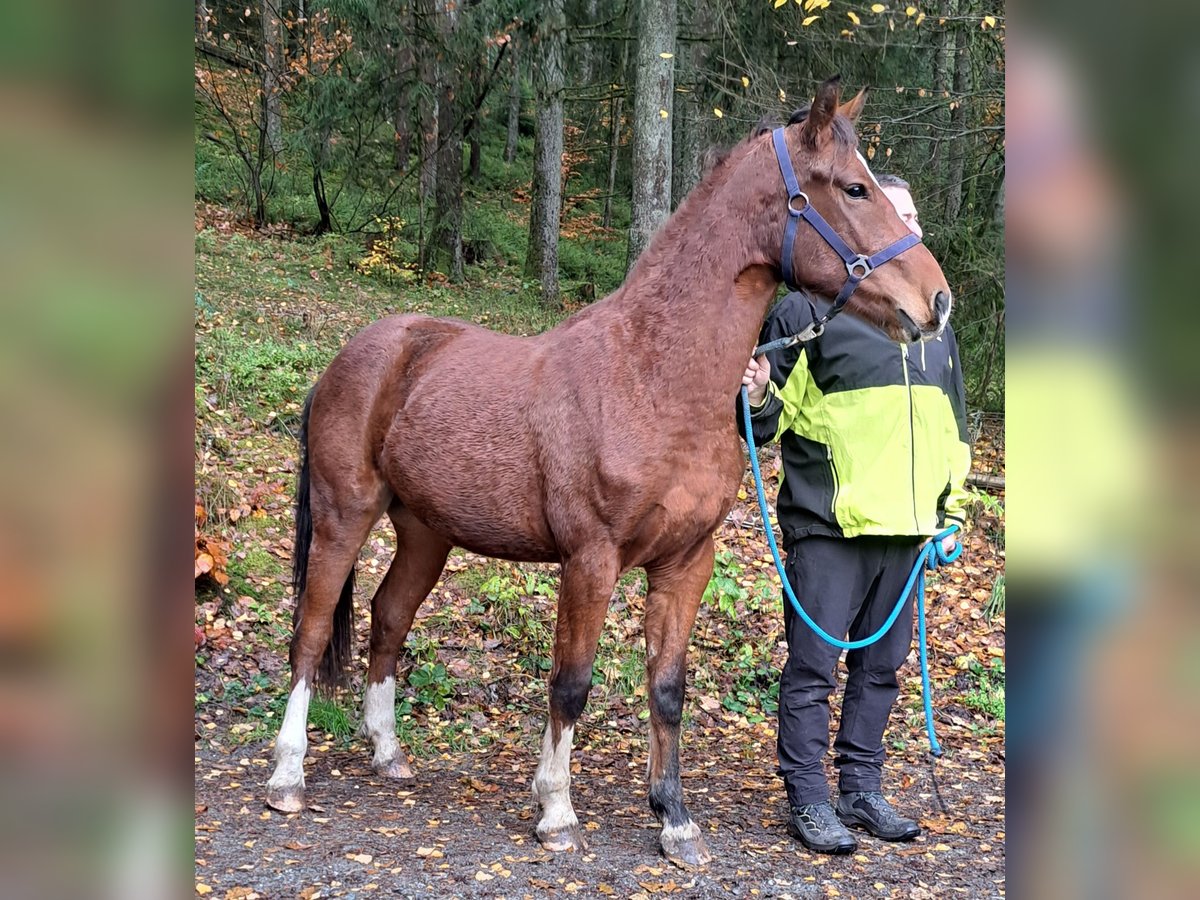 Franches-Montagnes Étalon 1 Année 157 cm Bai clair in Kronach