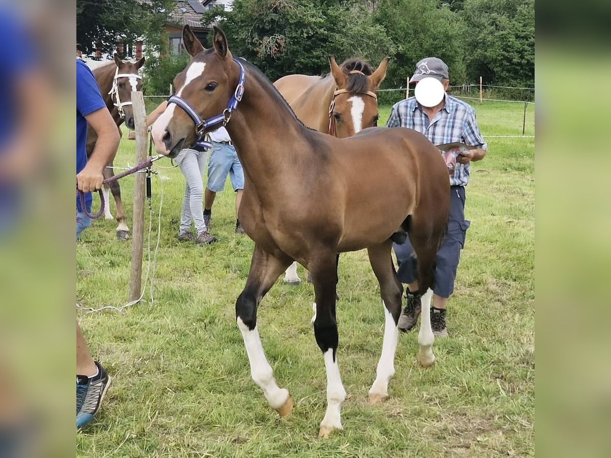 Franches-Montagnes Étalon 1 Année 160 cm Bai in Zuidwolde