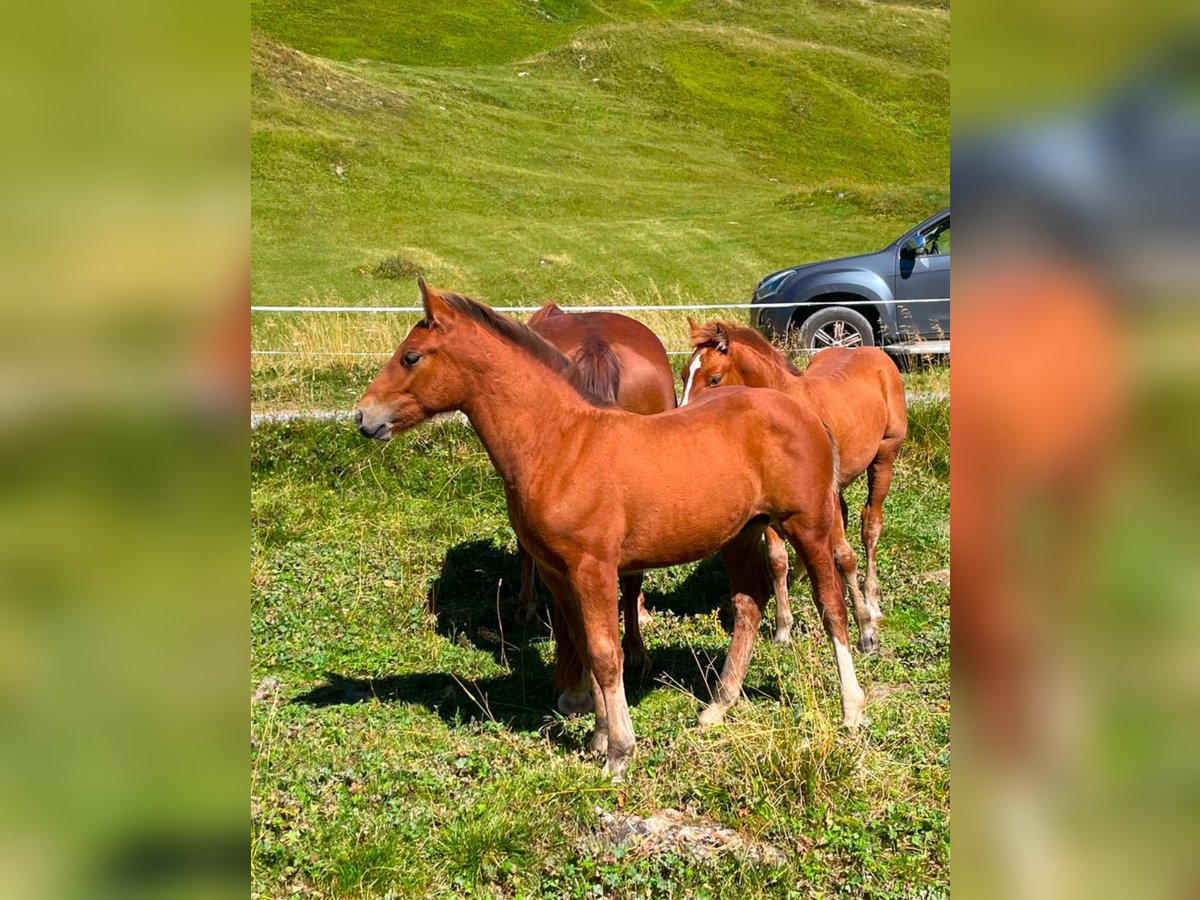 Franches-Montagnes Croisé Étalon 1 Année Bai in Guarda