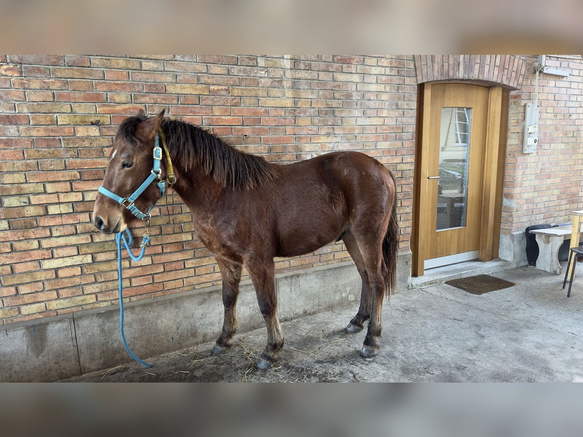 Franches-Montagnes Croisé Étalon 2 Ans 135 cm Alezan in Landerswil