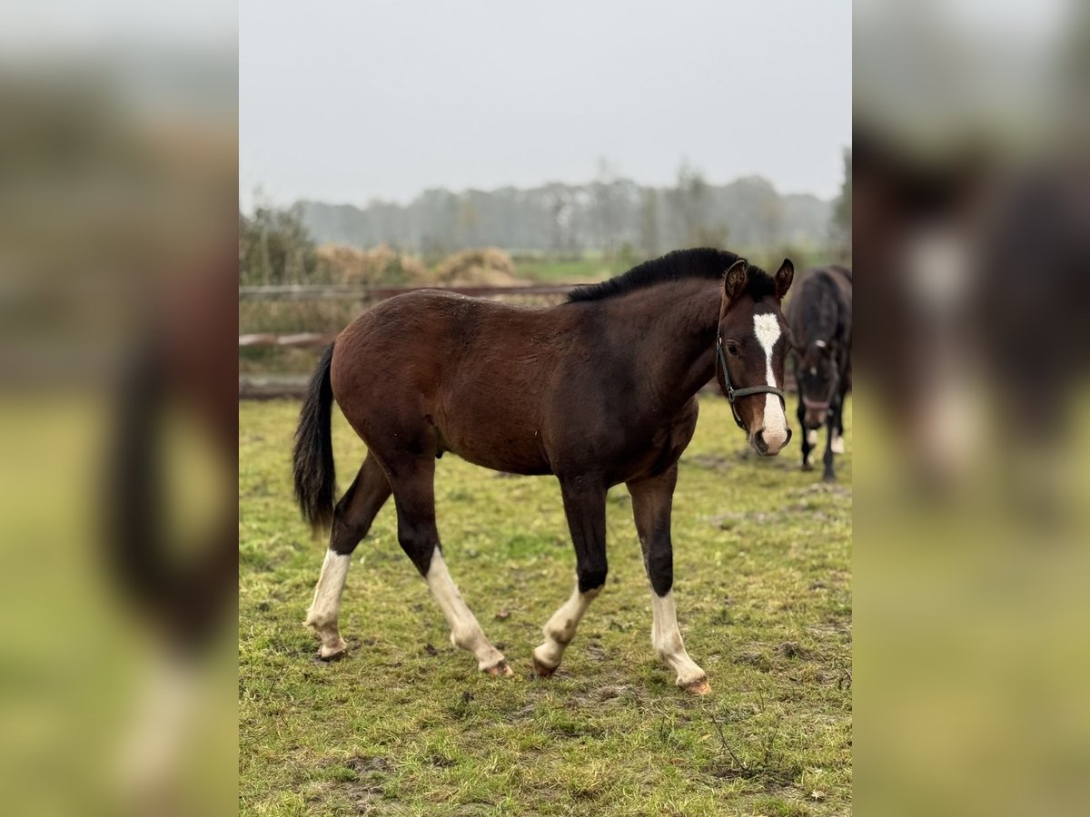 Franches-Montagnes Étalon Poulain (04/2024) 160 cm Bai in Zuidwolde