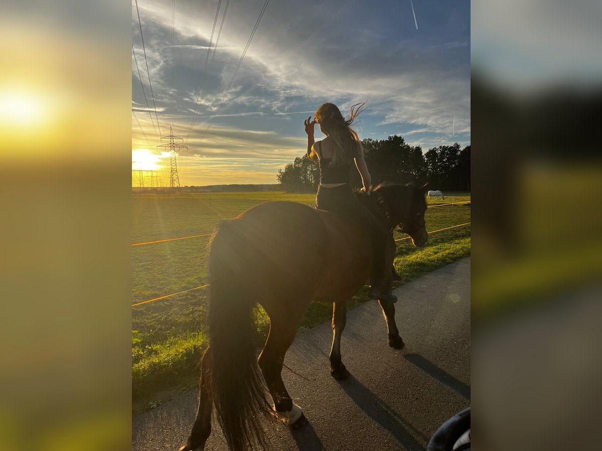 Franches-Montagnes Croisé Hongre 10 Ans 158 cm Bai in Bad Mergentheim