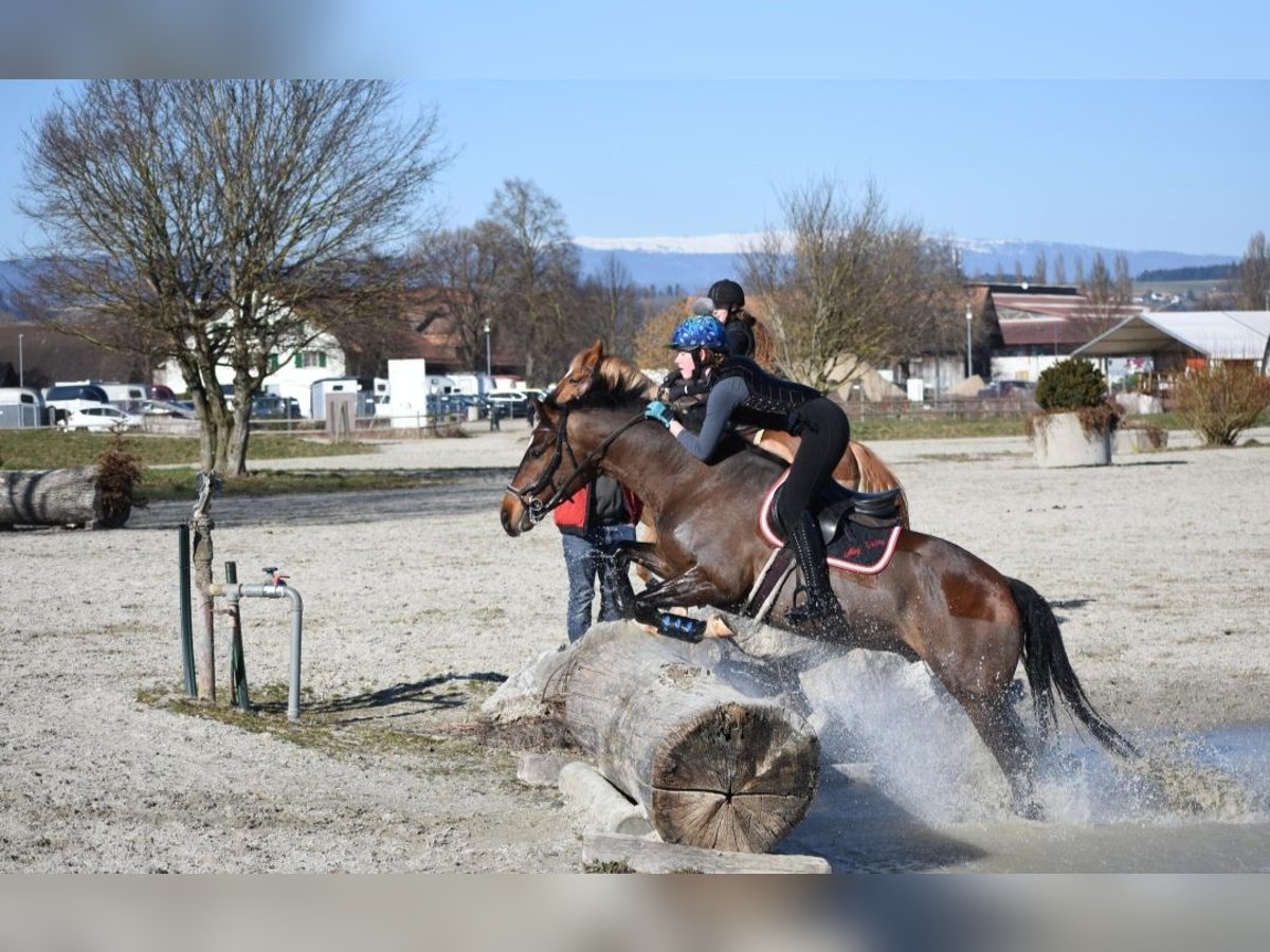 Franches-Montagnes Hongre 10 Ans 160 cm Bai in Biezwil