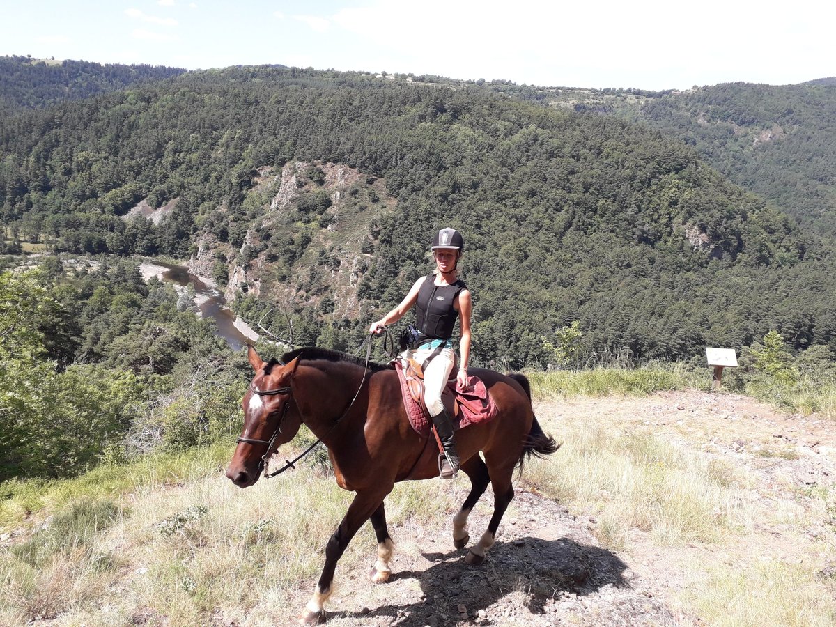 Franches-Montagnes Croisé Hongre 12 Ans 160 cm Bai brun foncé in St Julien les Rosiers