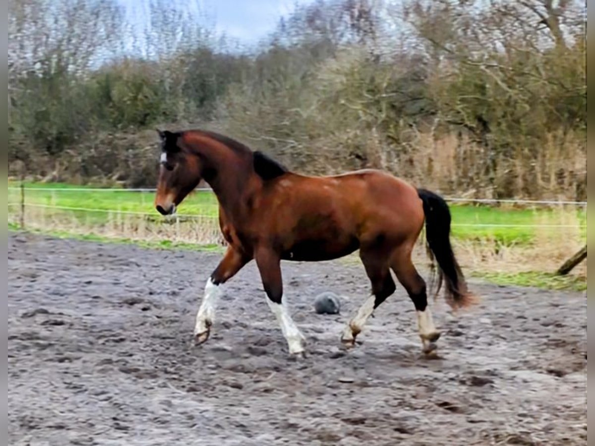 Franches-Montagnes Hongre 3 Ans 150 cm Bai in Westoverledingen