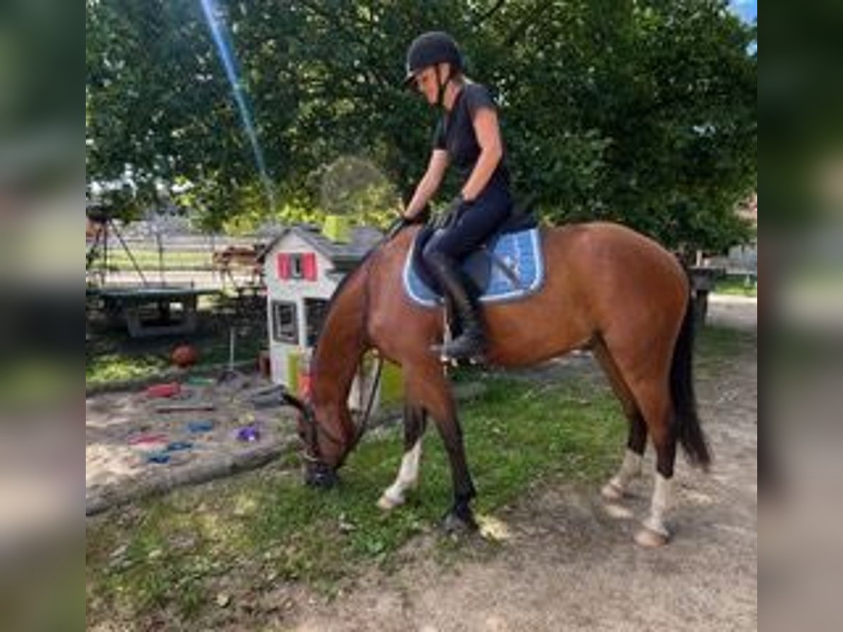 Franches-Montagnes Hongre 3 Ans 156 cm Bai in R&#xFC;mmingen