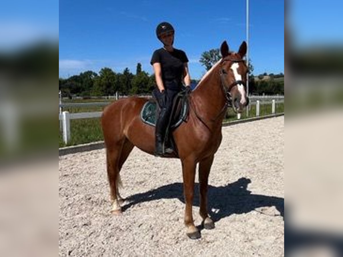 Franches-Montagnes Hongre 3 Ans 159 cm Alezan in R&#xFC;mmingen