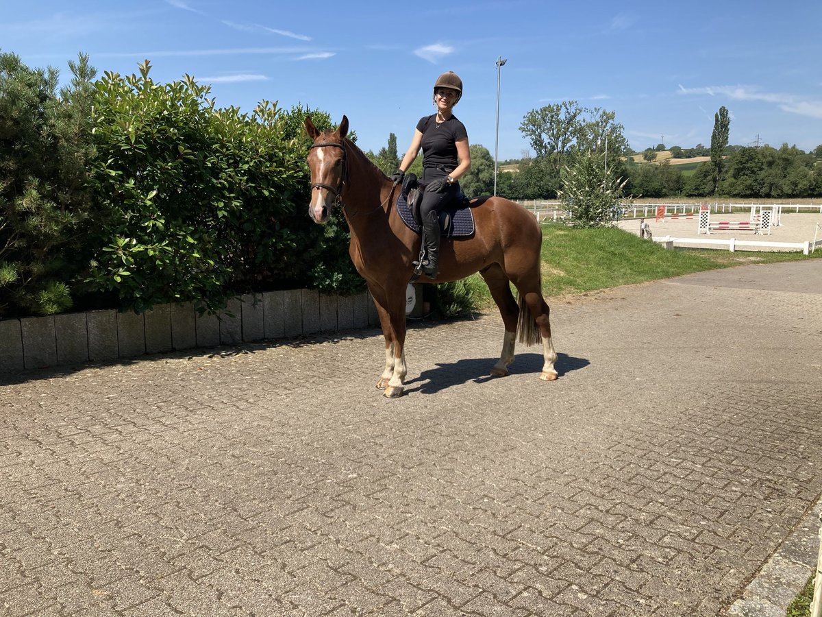 Franches-Montagnes Hongre 3 Ans 162 cm Alezan brûlé in Rümmingen