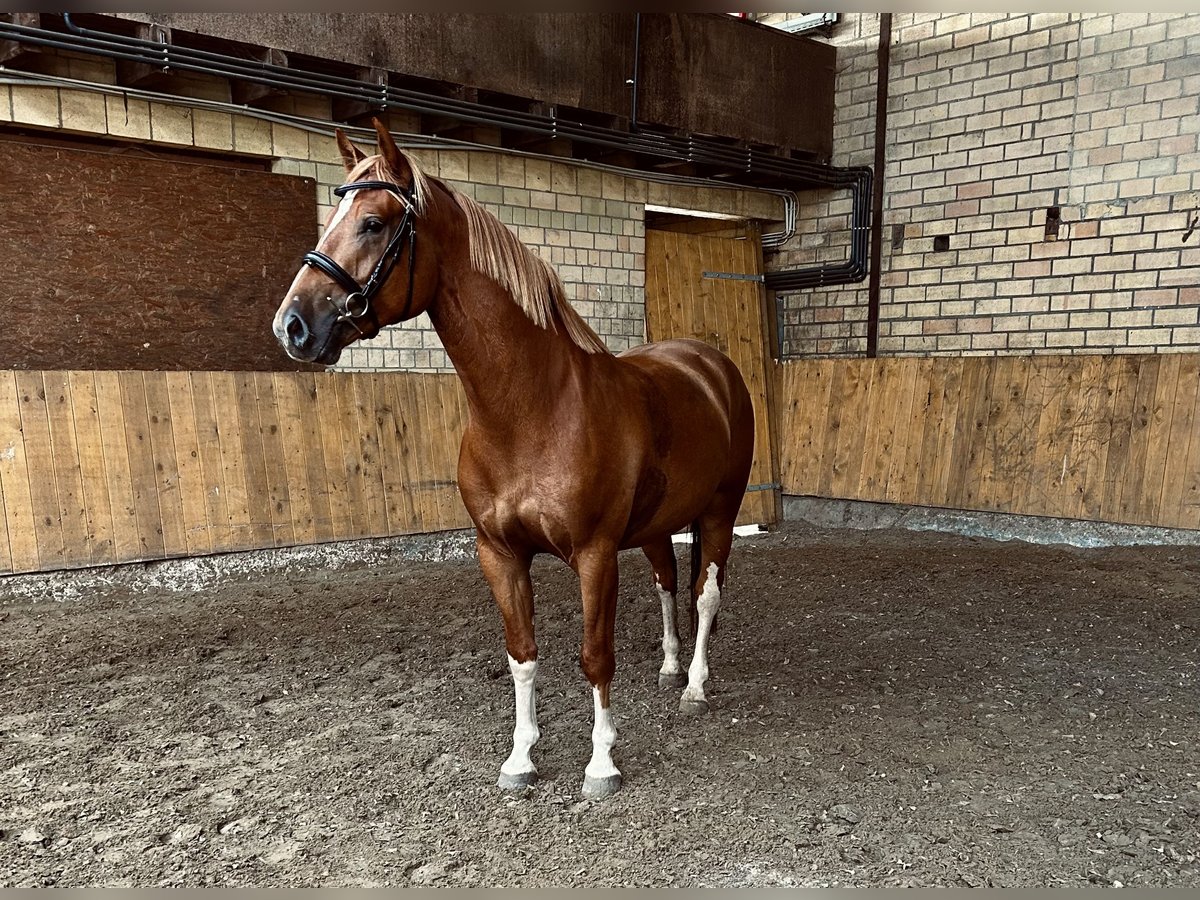 Franches-Montagnes Hongre 4 Ans 153 cm Alezan in Behrendorf