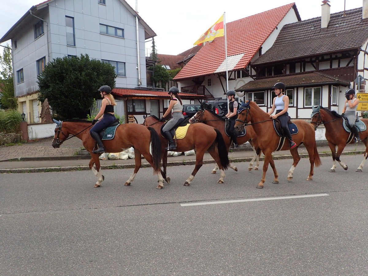 Franches-Montagnes Hongre 4 Ans 159 cm Bai in R&#xFC;mmingen