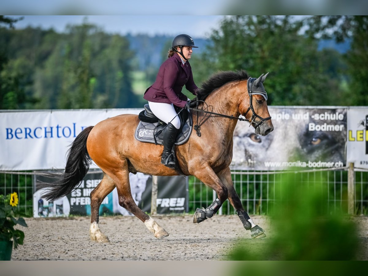 Franches-Montagnes Hongre 5 Ans 160 cm Bai in Siebnen