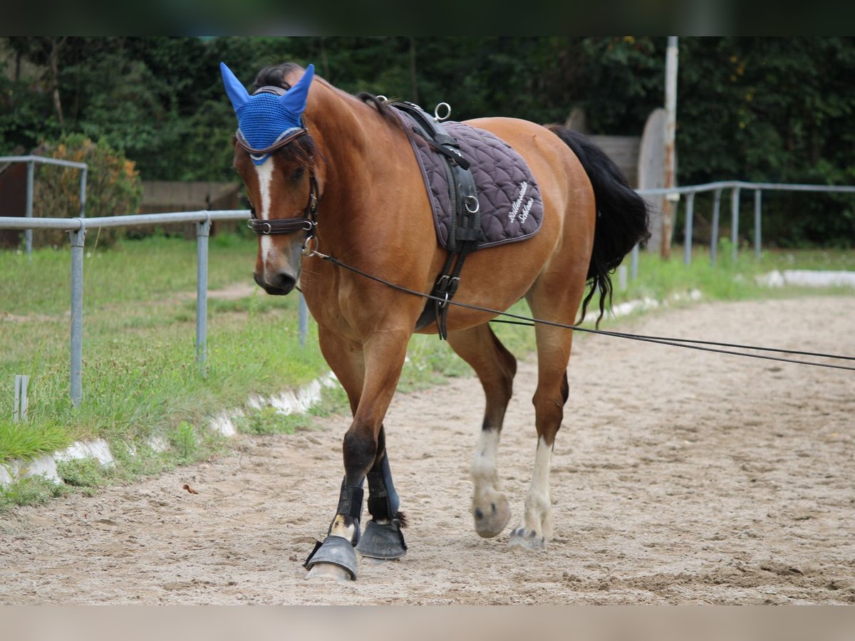 Franches-Montagnes Hongre 5 Ans 163 cm Bai in Schliengen