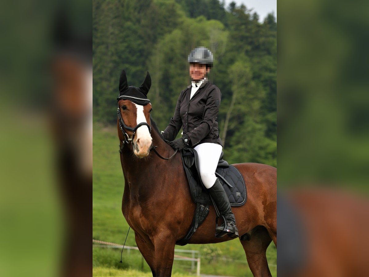 Franches-Montagnes Hongre 8 Ans 165 cm Bai brun in Thierachern