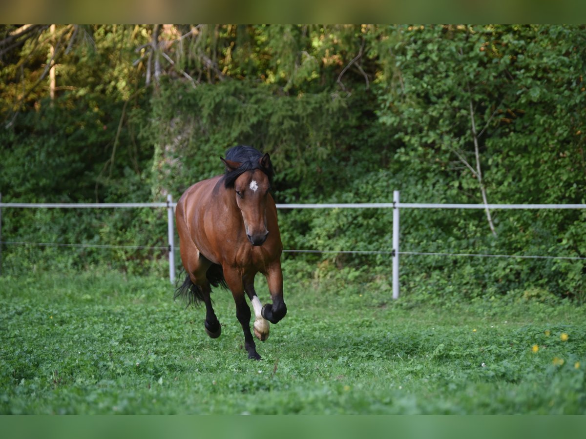 Franches-Montagnes Hongre 8 Ans 167 cm Bai in Wiesendangen