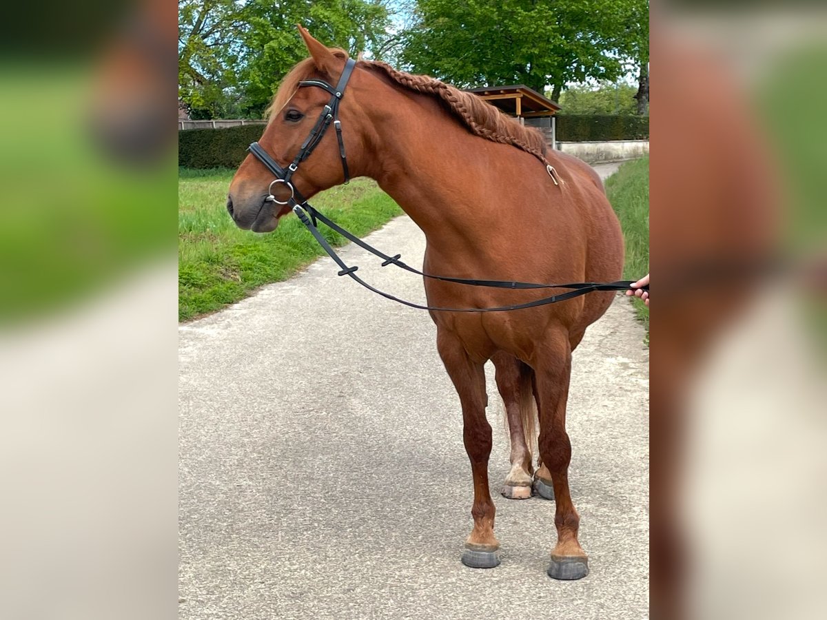 Franches-Montagnes Croisé Jument 11 Ans 156 cm Alezan in Winden im Elztal