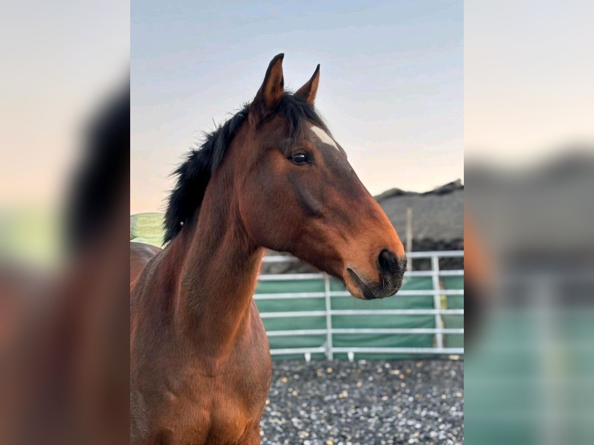 Franches-Montagnes Jument 15 Ans 162 cm Bai brun in Halberstadt
