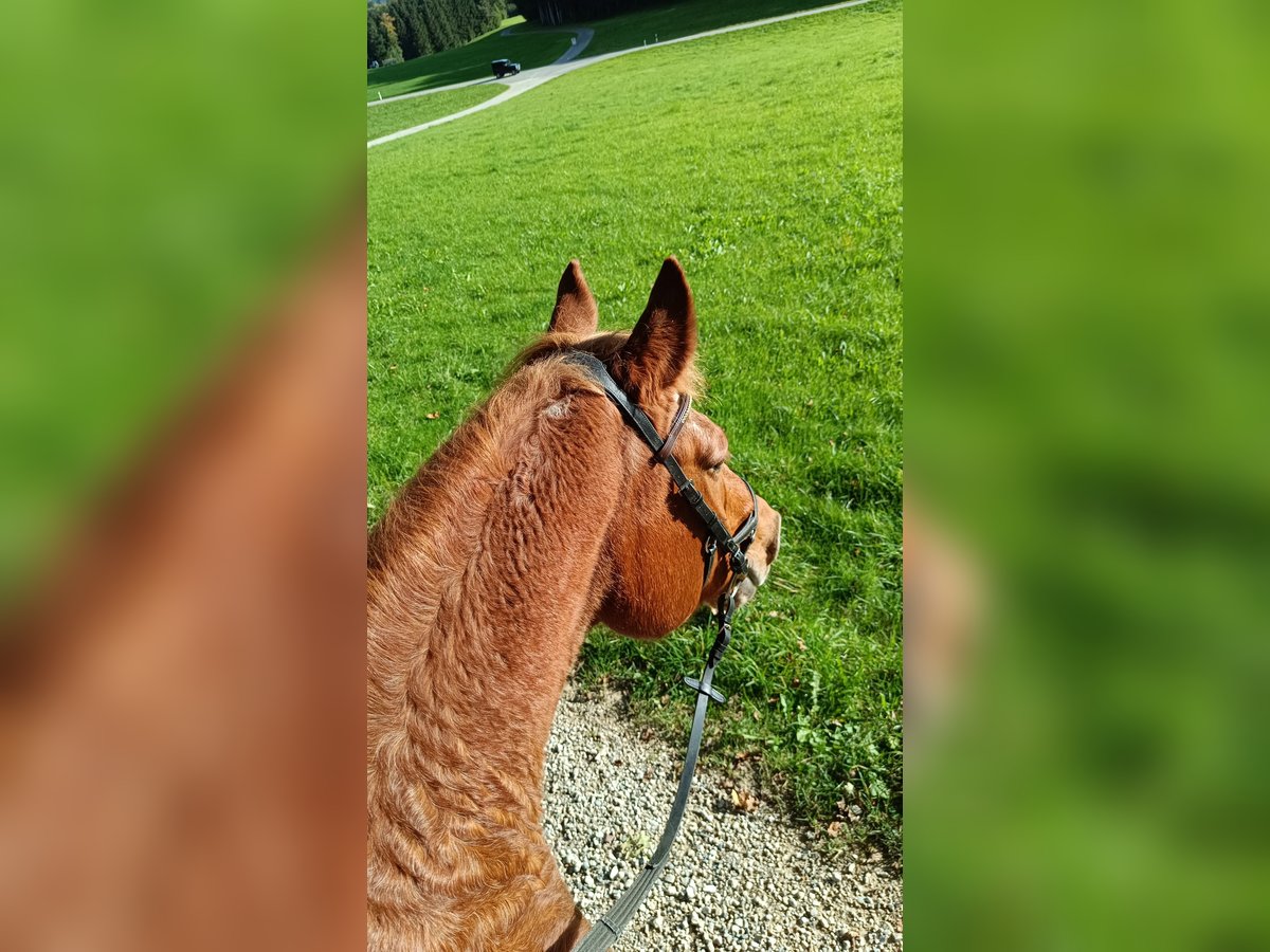 Franches-Montagnes Jument 24 Ans Alezan in Saland