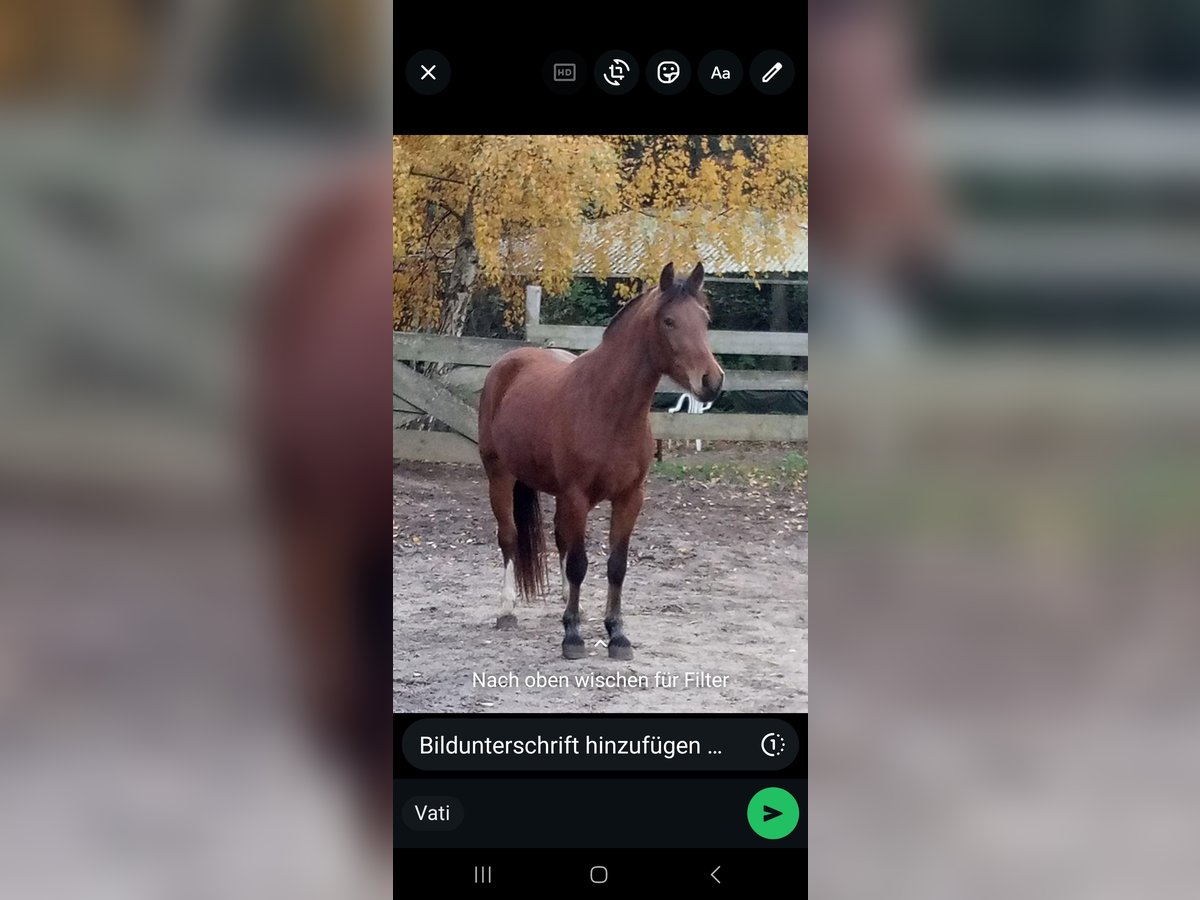 Franches-Montagnes Jument 2 Ans 147 cm Bai in Berg bei Neumarkt in der Oberpfalz