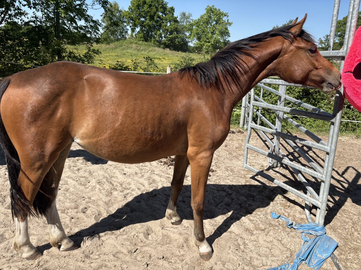 Franches-Montagnes Jument 2 Ans 154 cm Bai in Rhauderfehn
