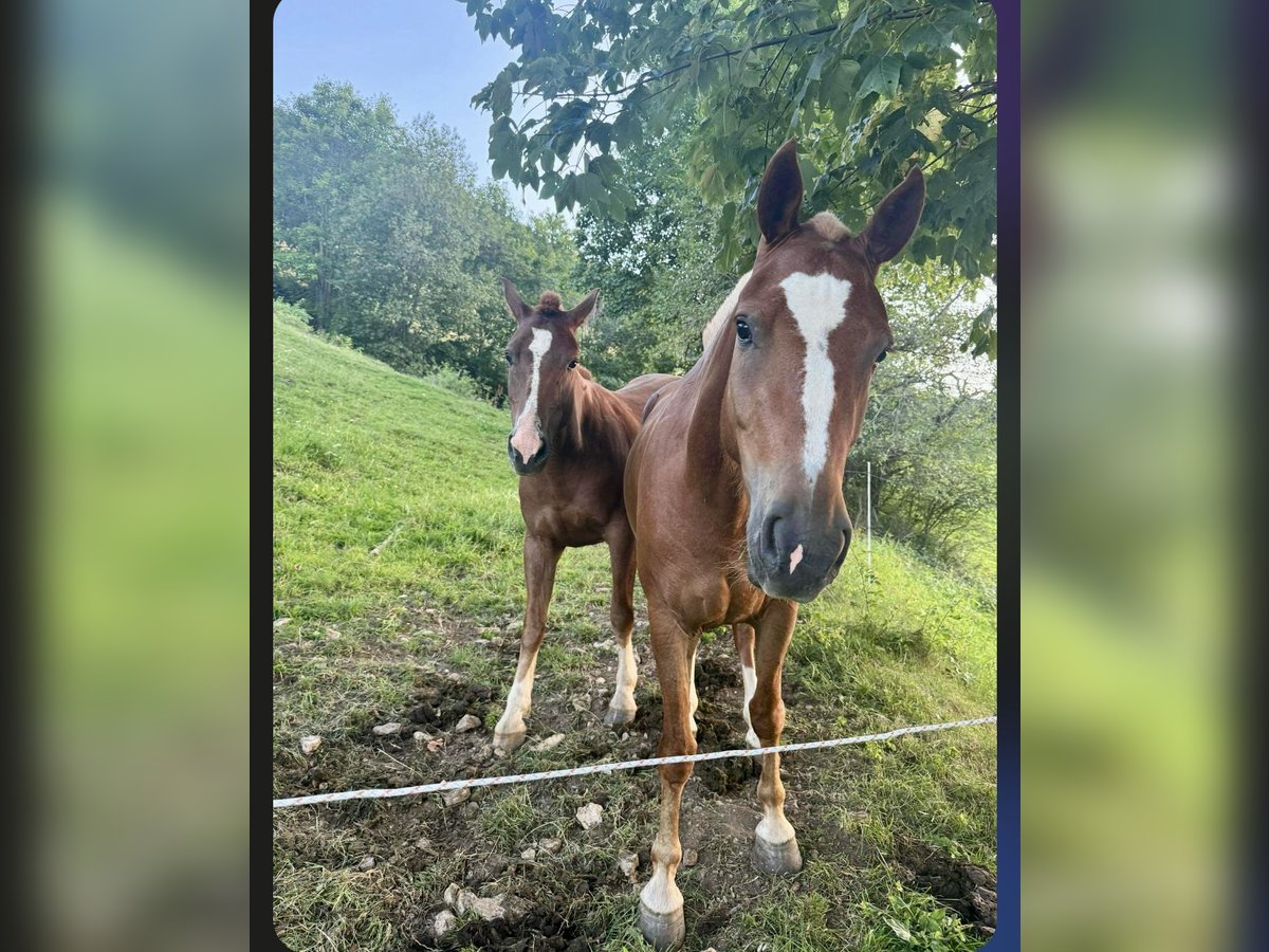 Franches-Montagnes Jument 3 Ans 150 cm Alezan brûlé in Schelten