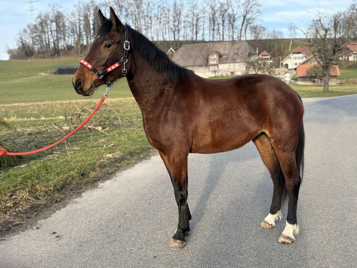 Franches-Montagnes Jument 3 Ans 158 cm Bai in Oschwand