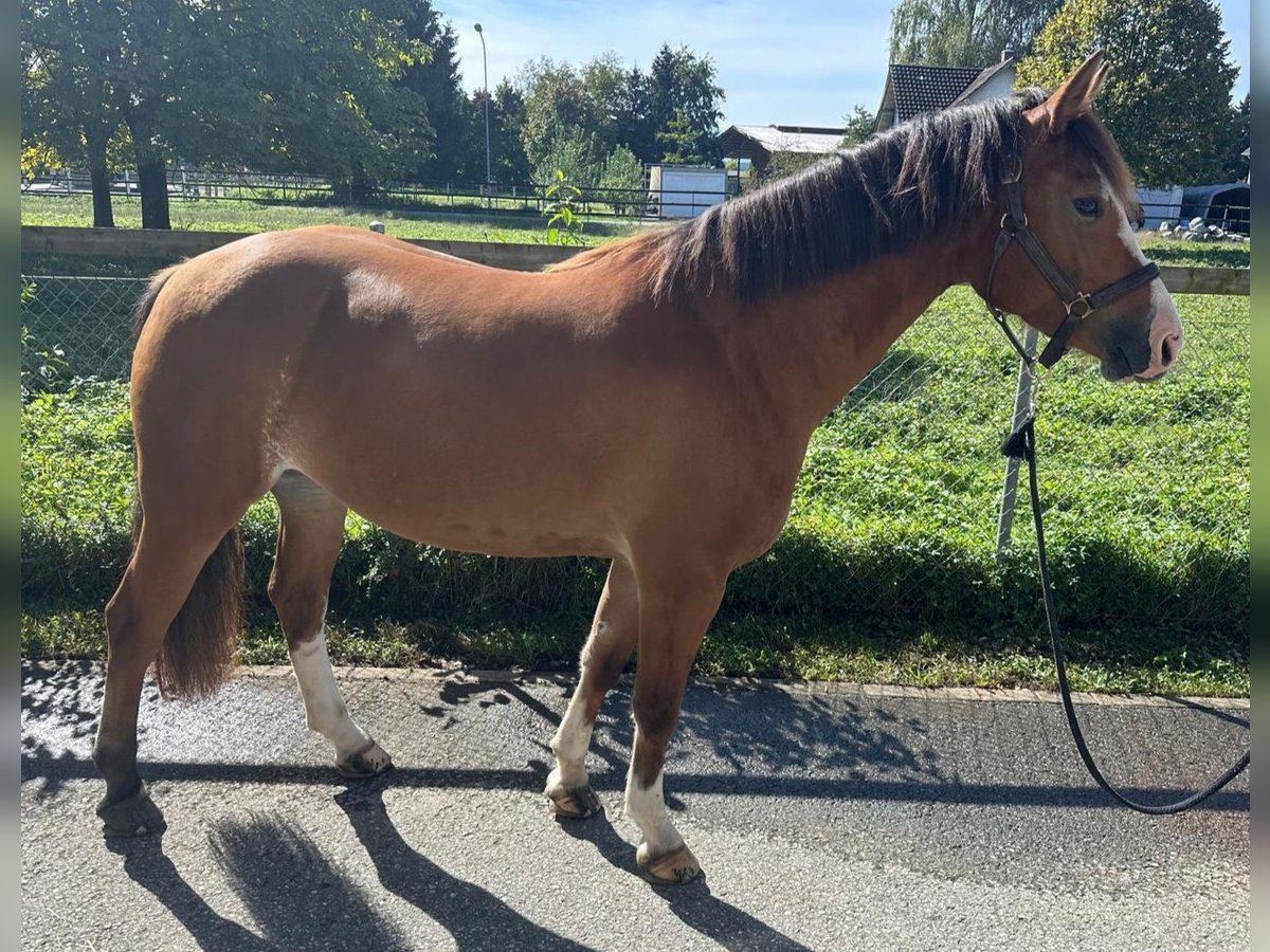 Franches-Montagnes Jument 4 Ans 154 cm Bai in Diepoldsau