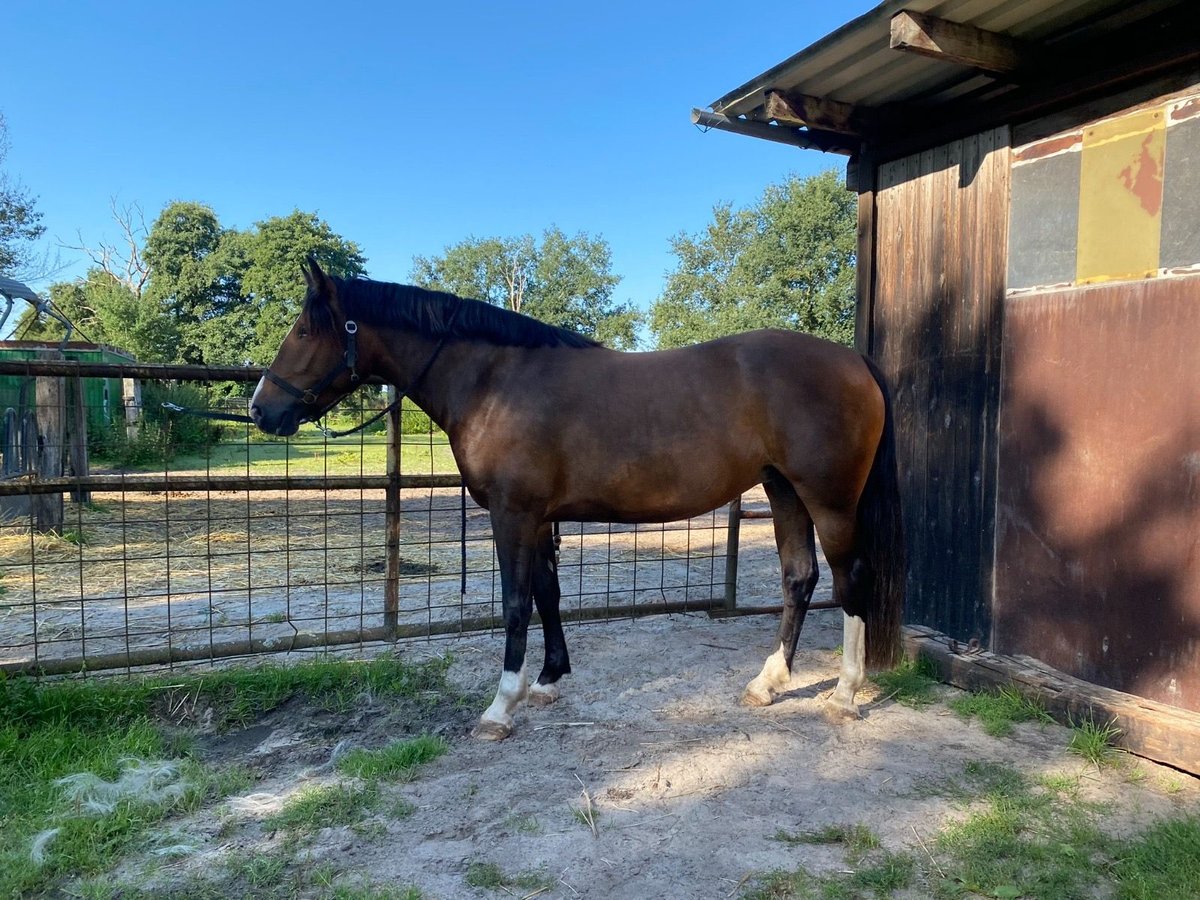 Franches-Montagnes Jument 5 Ans 153 cm Bai brun in Bremen