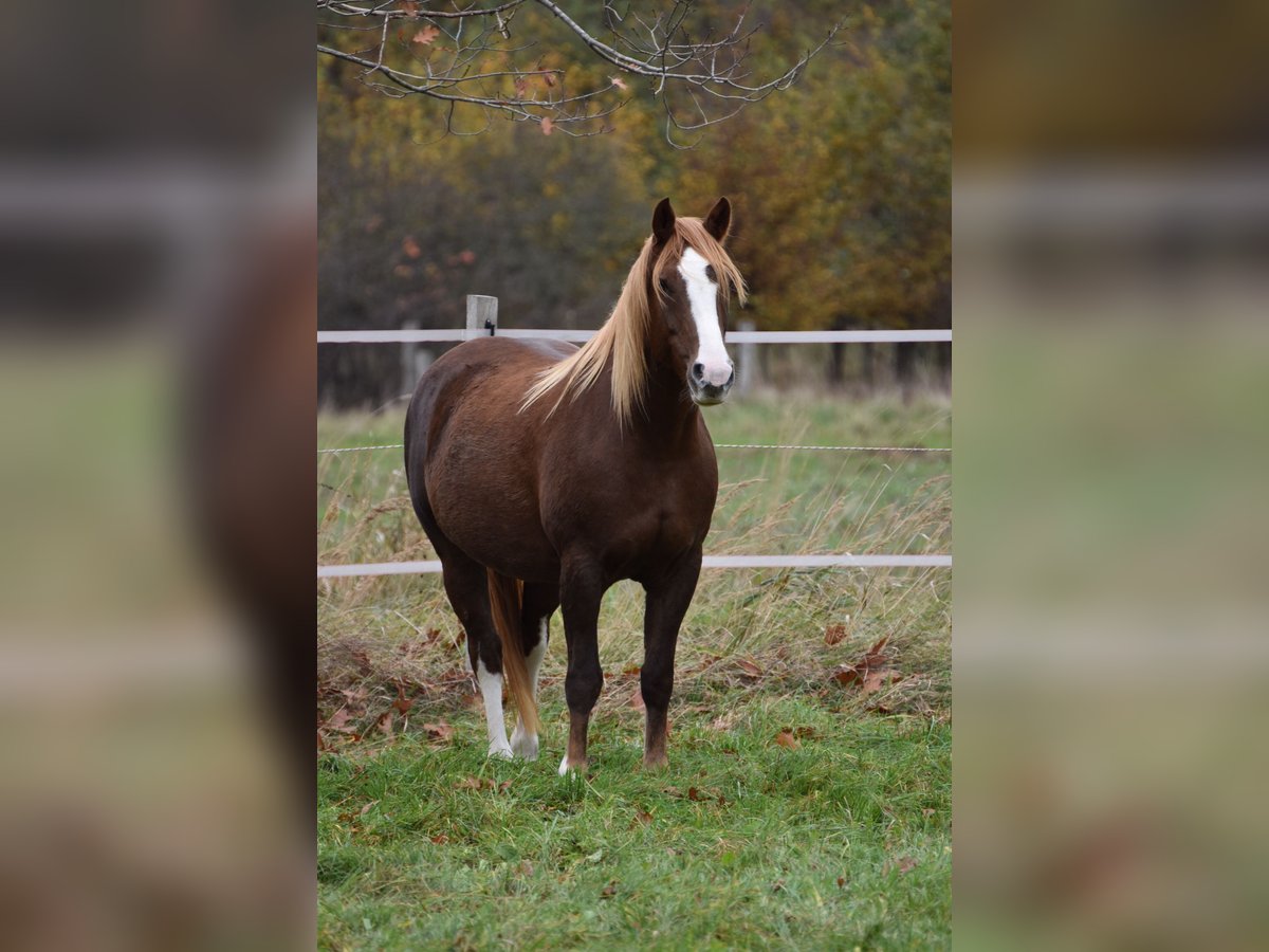 Franches-Montagnes Jument 6 Ans 155 cm Alezan in Braunschweig