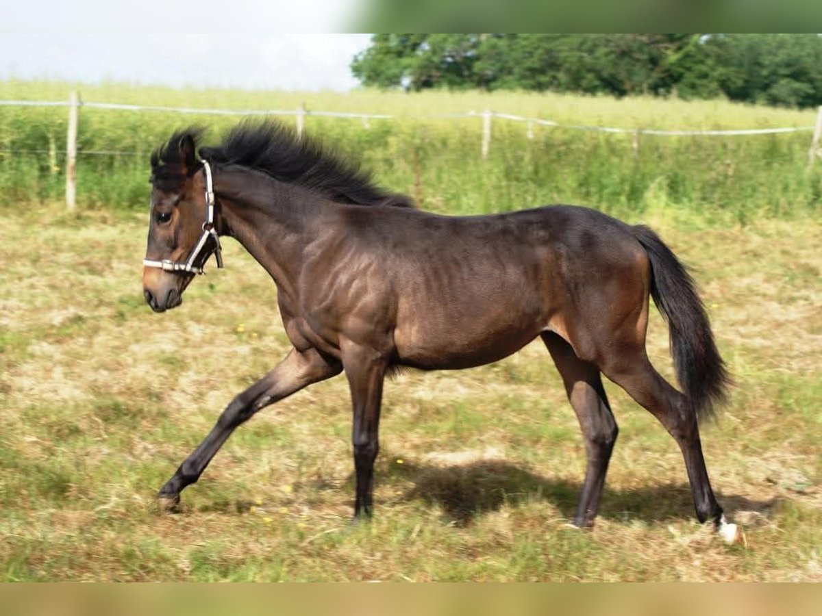 Francuski kuc wierzchowy Klacz 1 Rok 147 cm Ciemnogniada in VERDELOT Francuski kuc wierzchowy Klacz 1 Rok 147 cm Ciemnogniada in VERDELOT