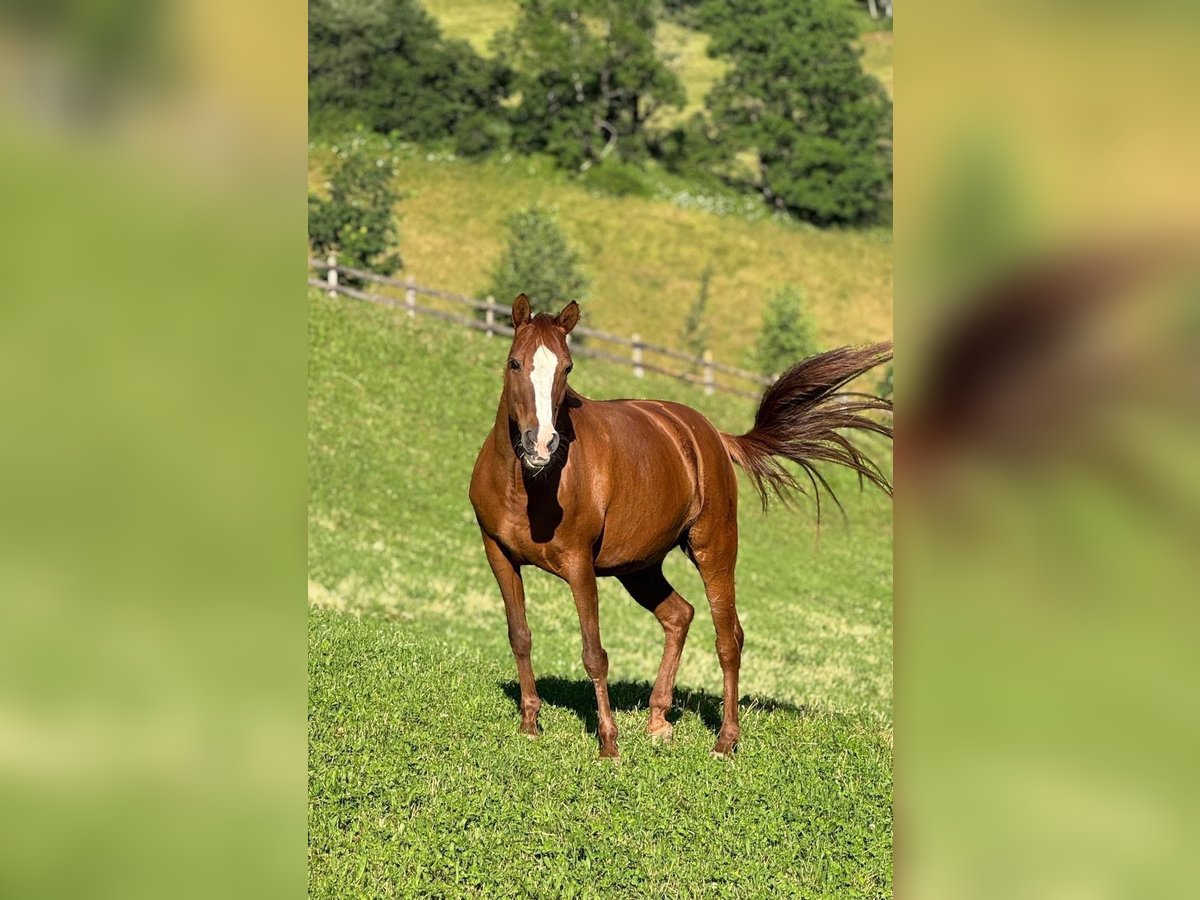 Francuski kuc wierzchowy Klacz 20 lat 147 cm in Val Di Vizze