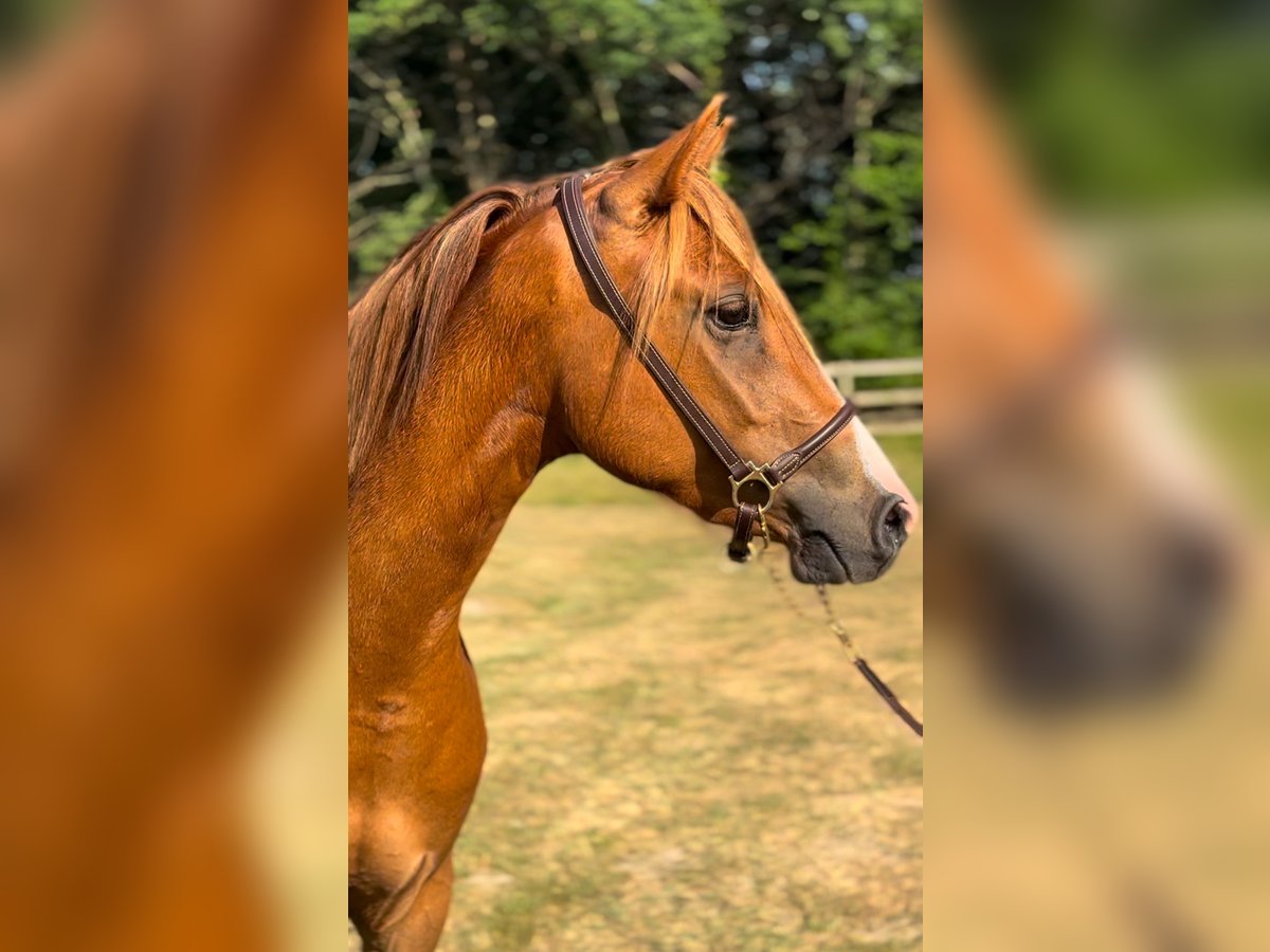 Francuski kuc wierzchowy Klacz 3 lat 142 cm Kasztanowata in Escalans