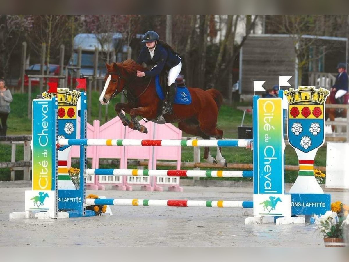 Francuski kuc wierzchowy Klacz 8 lat 148 cm Kasztanowata in Maisons-Laffitte