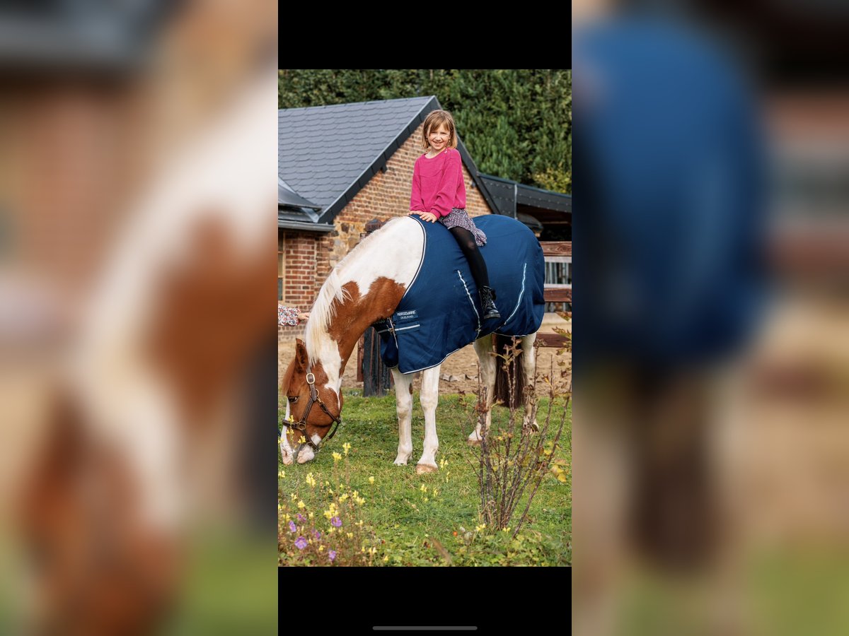 Francuski kuc wierzchowy Klacz 9 lat 148 cm Srokata in Sart-lez-spa