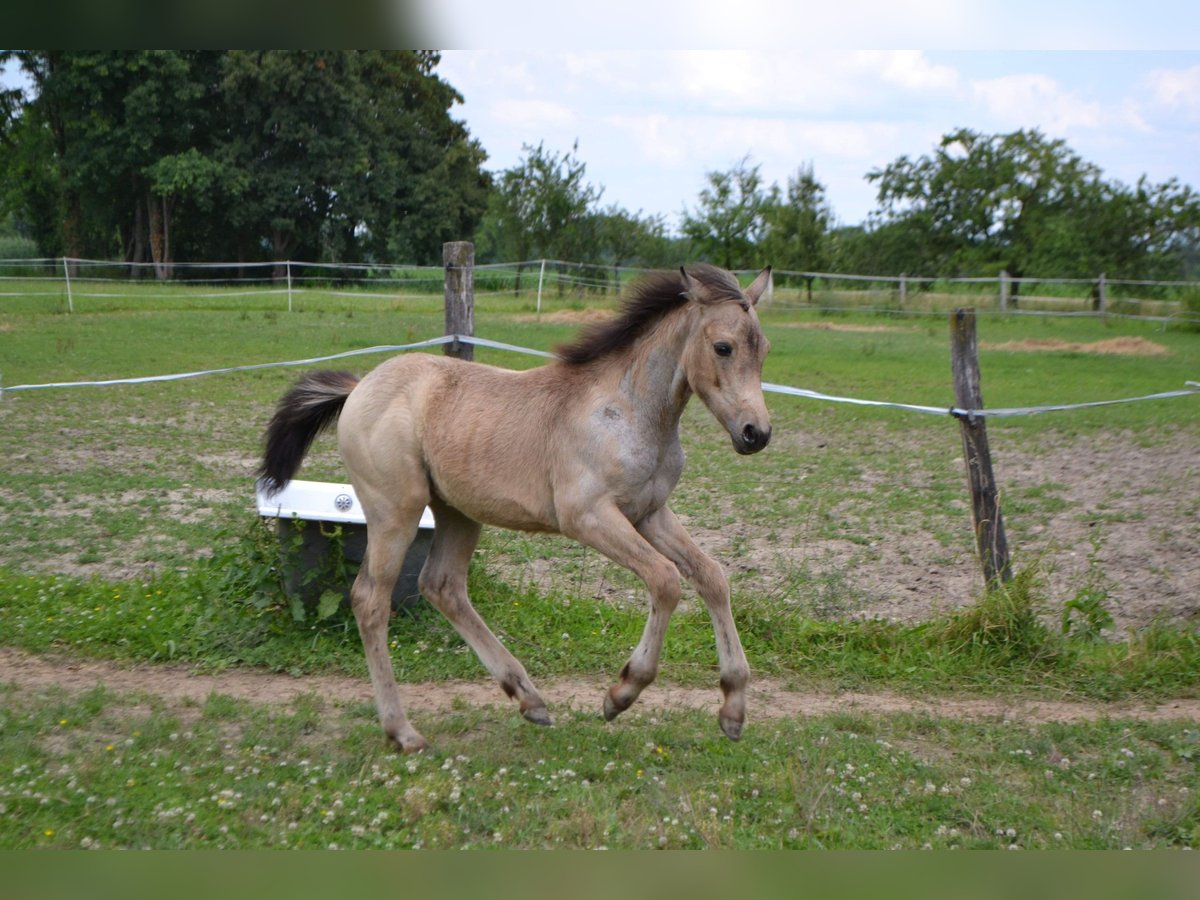 Francuski kuc wierzchowy Klacz Źrebak (03/2024) 143 cm Siwa in Kunheim