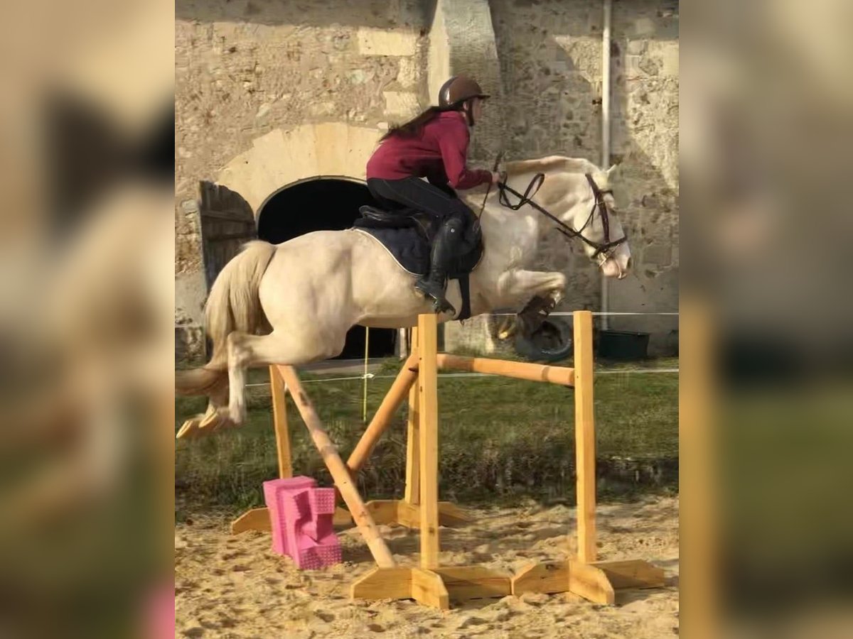Francuski kuc wierzchowy Ogier 12 lat 151 cm Cremello in LA GENETOUZE